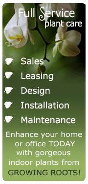 indoor interior plant care services, sales, leasing, design, maintenance, long beach, ca