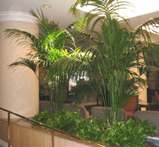 plants for offices and commercial spaces