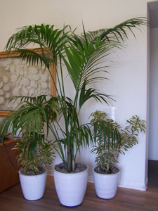 office plants, hotel lobby decor